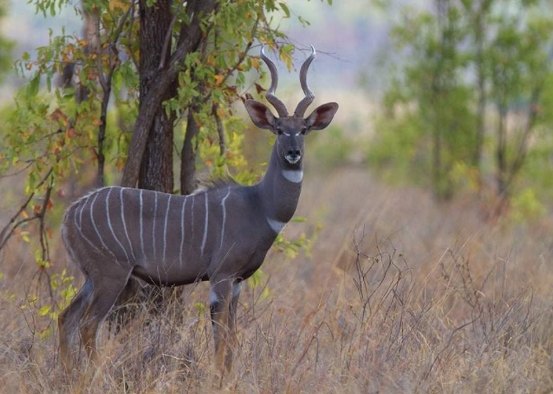 Gerale National Park Road